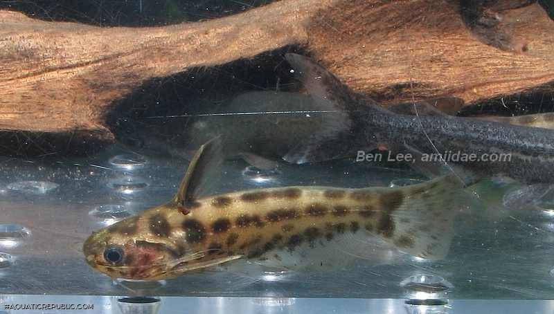 Trachelyichthys exilis