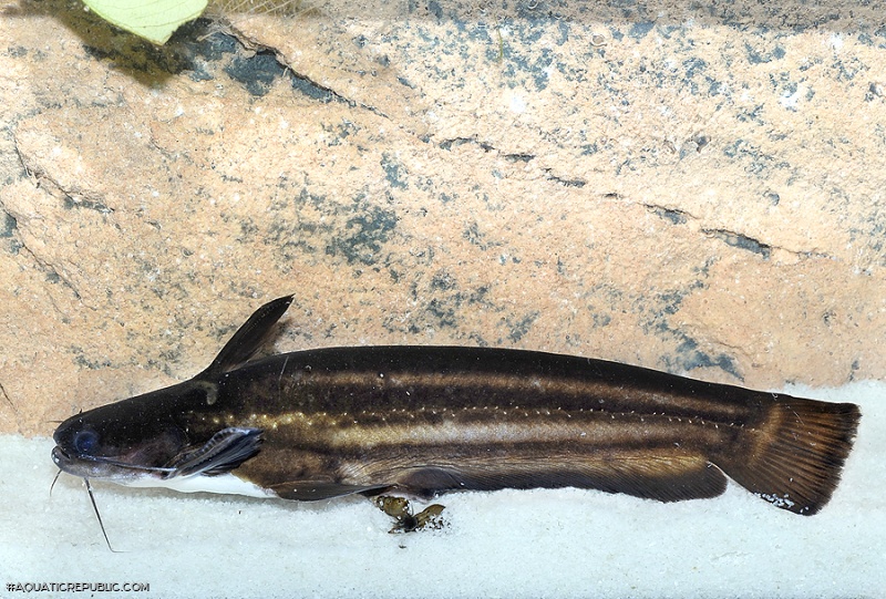 Trachelyopterichthys taeniatus