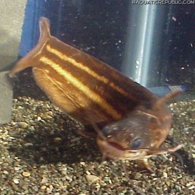 Trachelyopterichthys taeniatus