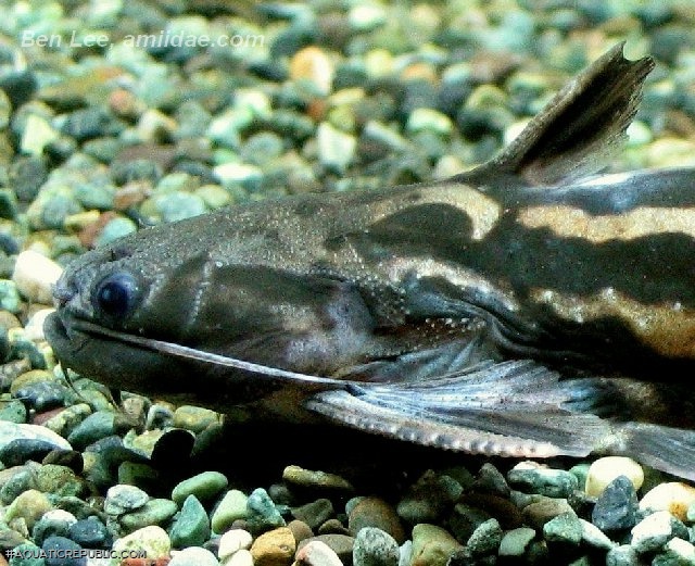 Trachelyopterichthys taeniatus