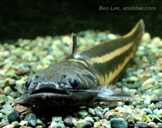 Trachelyopterichthys taeniatus