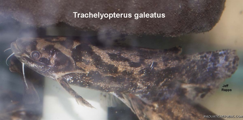 Trachelyopterus galeatus
