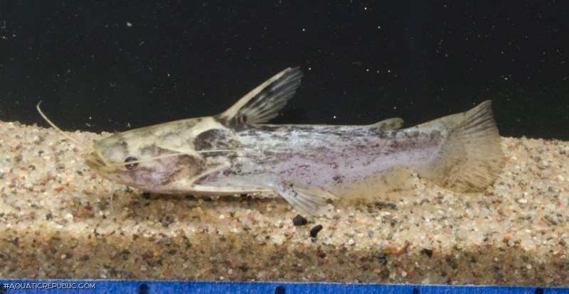 Trachelyopterus galeatus