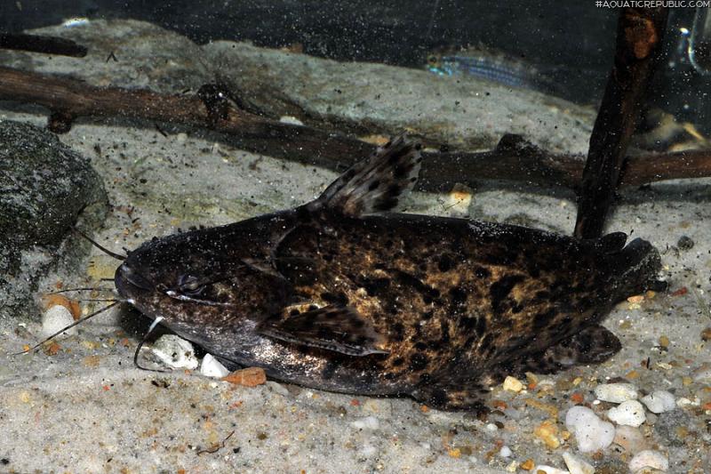 Trachelyopterus sp. (1)