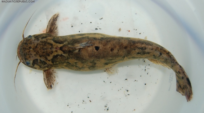 Trachelyopterus sp. `RIO XINGU`