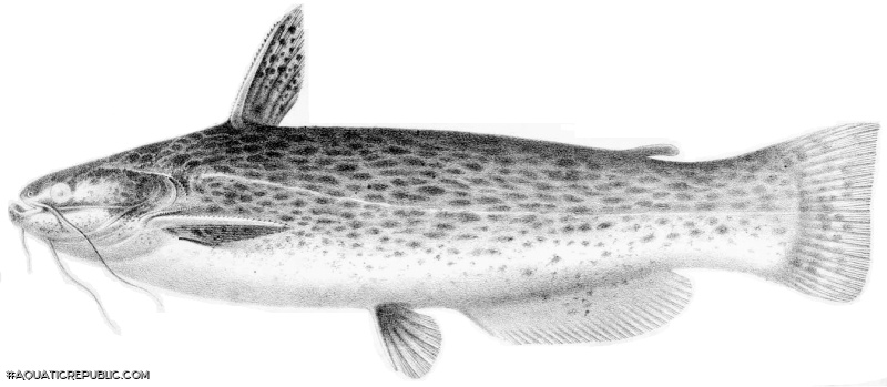 Trachelyopterus striatulus