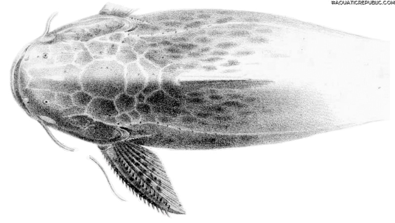 Trachelyopterus striatulus