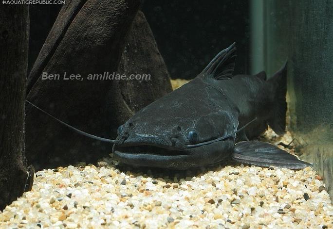 Trachycorystes trachycorystes