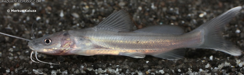 Bagrus meridionalis