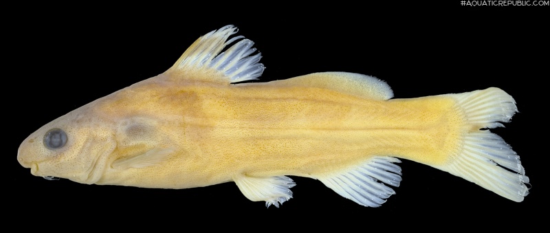 Batasio tigrinus