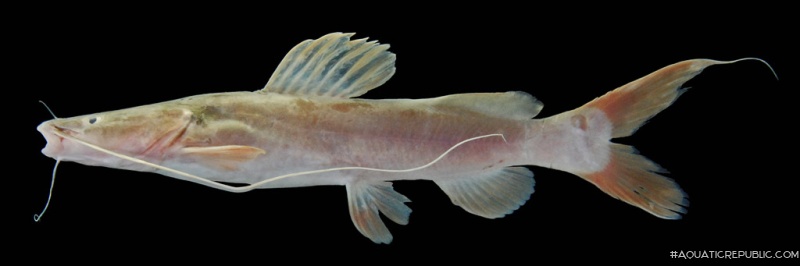 Hemibagrus wyckioides
