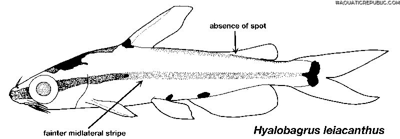 Hyalobagrus leiacanthus