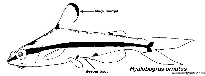 Hyalobagrus ornatus