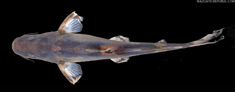 Leiocassis rudicula