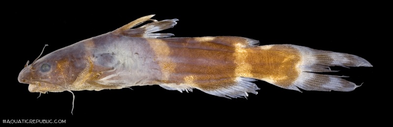 Pseudomystus bomboides