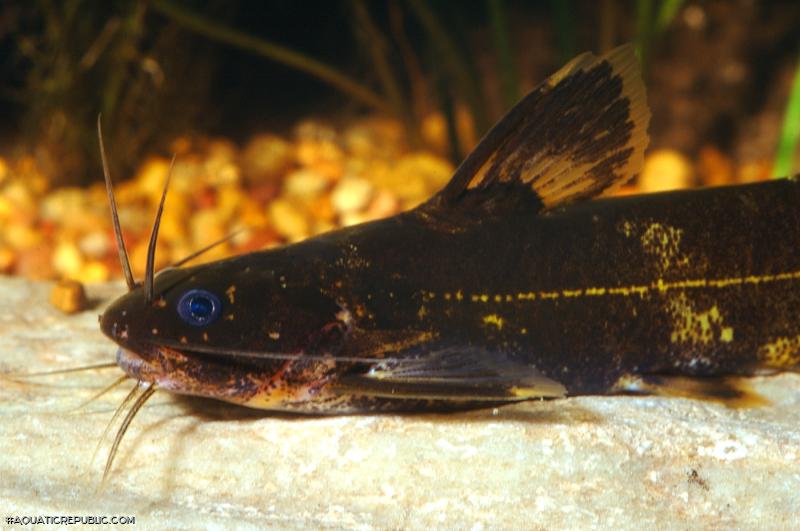Pseudomystus breviceps