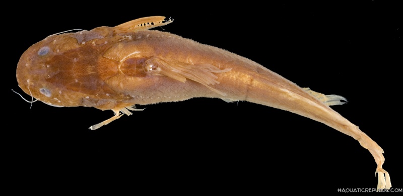 Pseudomystus fumosus