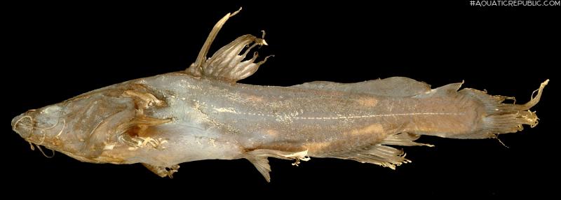 Pseudomystus moeschii