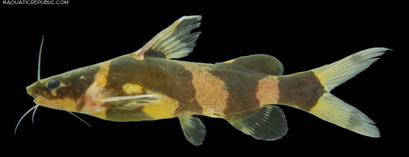 Pseudomystus siamensis