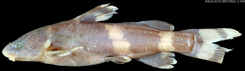 Pseudomystus sobrinus