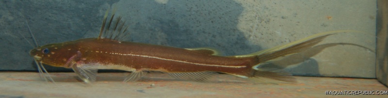 Pseudomystus stenogrammus