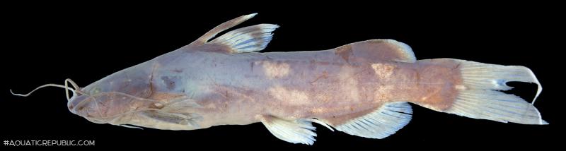 Pseudomystus stenomus