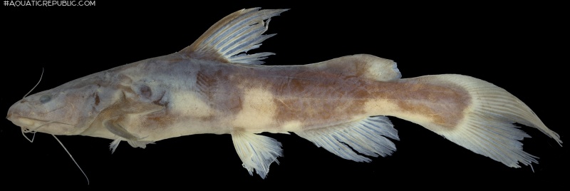 Pseudomystus vaillanti