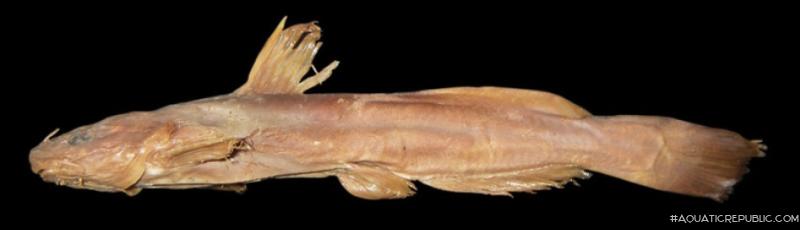 Tachysurus adiposalis