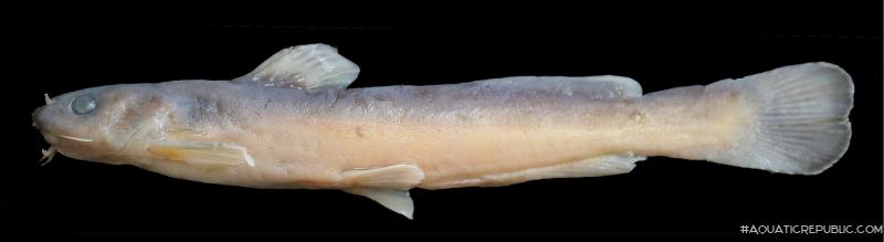 Tachysurus brachyrhabdion