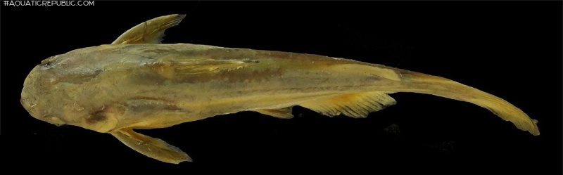 Tachysurus latifrontalis