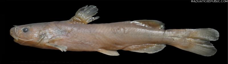 Tachysurus pratti