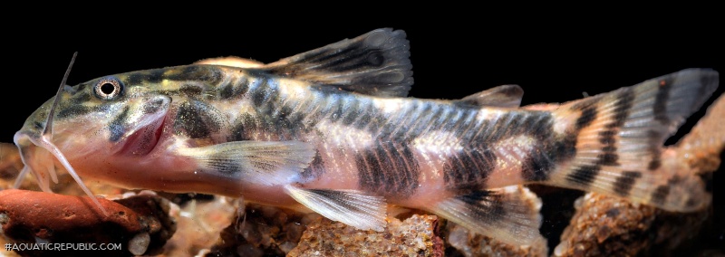 Aspidoras azaghal