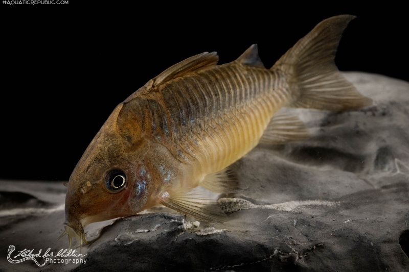 Brochis (sub-clade 2) pantanalensis