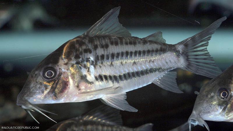 Brochis (sub-clade 3) ornata