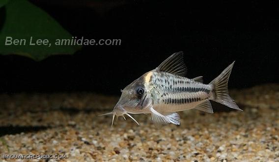 Brochis (sub-clade 3) ornata