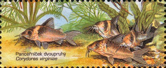 Brochis (sub-clade 3) virginiae