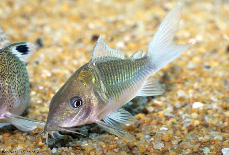 Brochis splendens