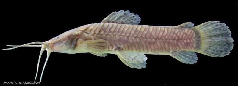 Callichthys callichthys