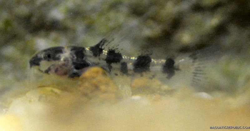 Corydoras (lineage 4) pygmaeus