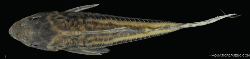 Corydoras (lineage 8 sub-clade 4) brittoi