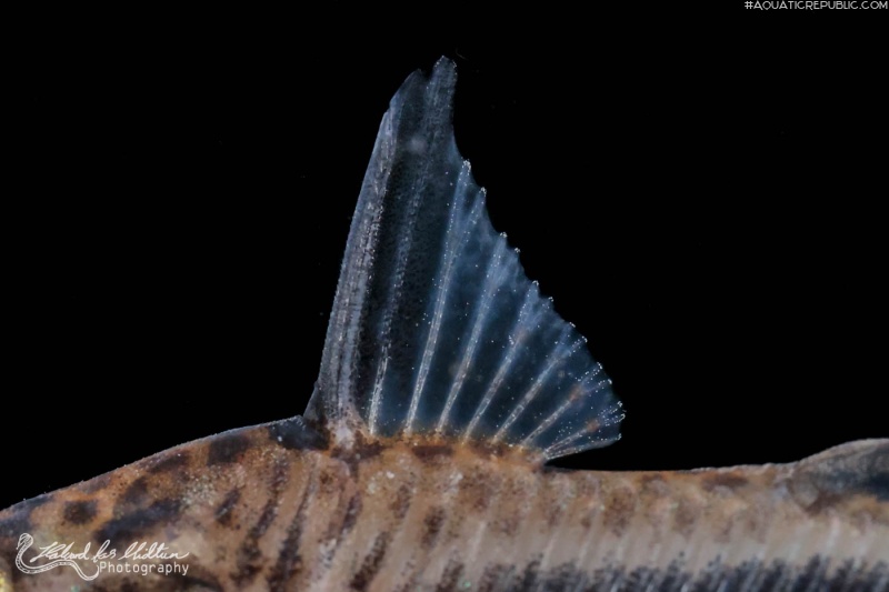 Corydoras (lineage 9) sipaliwini