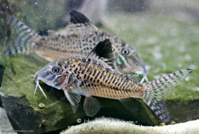 Corydoras acutus