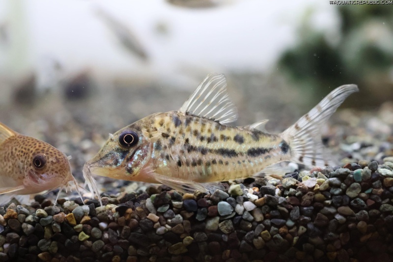 Corydoras blochi