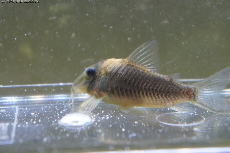 Corydoras caramater