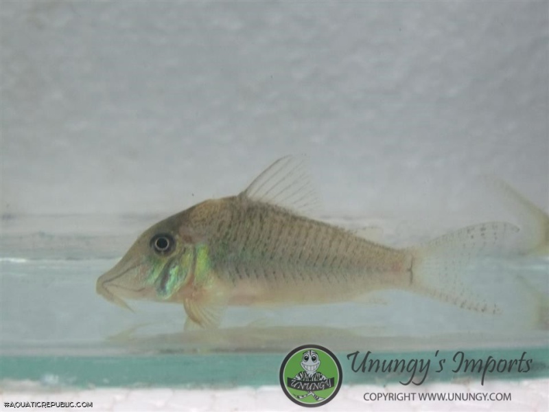 Corydoras caramater