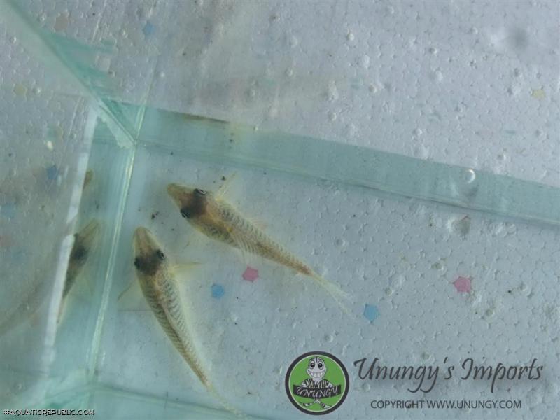 Corydoras caramater