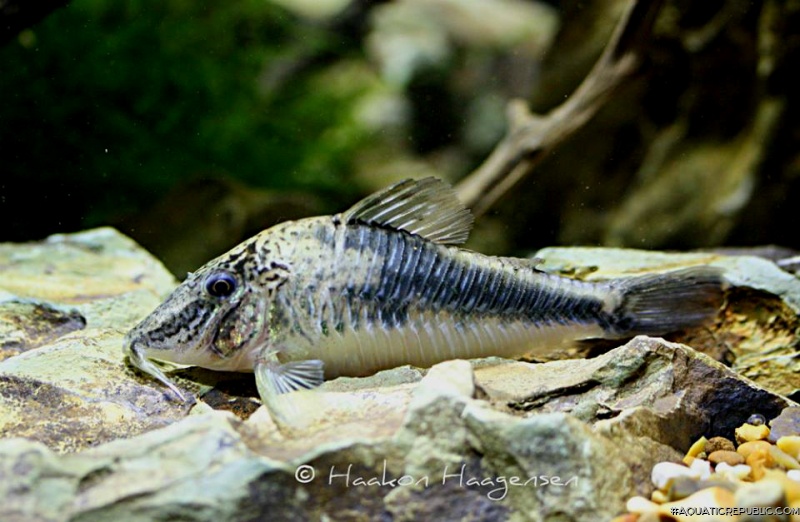 Corydoras fowleri