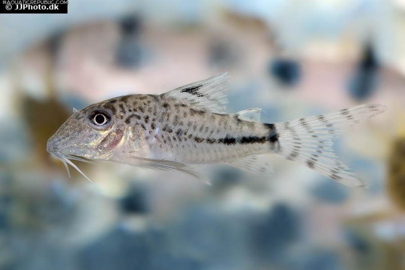 Corydoras fulleri