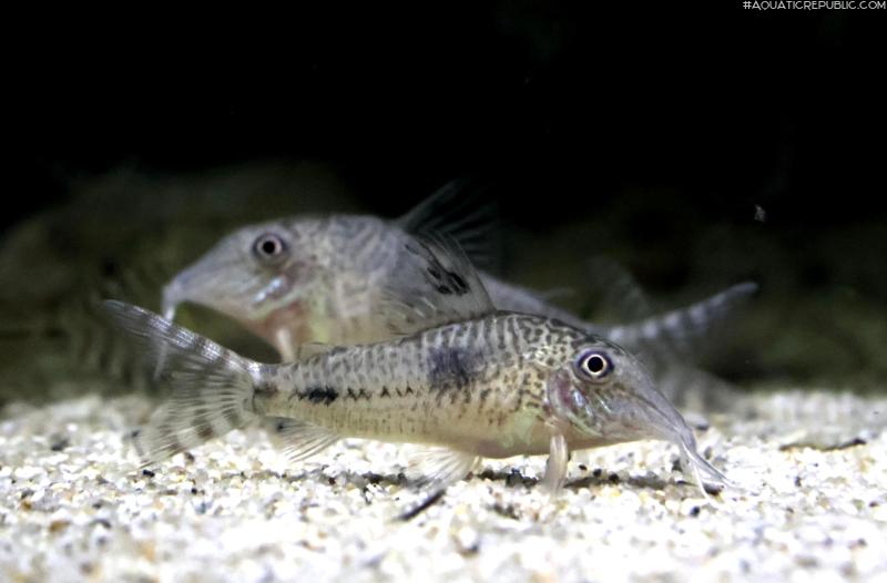 Corydoras fulleri