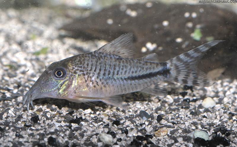 Corydoras fulleri